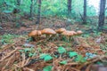 Young butter mushrooms grow in a pine forest