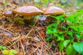 Young butter mushrooms grow in a pine forest