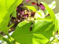 Young Butterfly Caterpillar