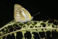 A young butterfly that just came out of the cocoon.
