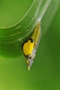 The young butterfly that is still stored in the cocoon. Royalty Free Stock Photo