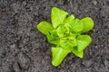 Young Butterhead lettuce plant from above