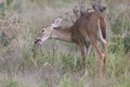 Young button buck grazing on prairie grass Royalty Free Stock Photo