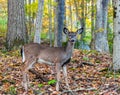 A young button buck white tail deer in the fall woods in Warren County, Pennsylvania, USA Royalty Free Stock Photo