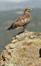 Young buzzard resting on the rock Royalty Free Stock Photo
