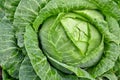 Young cabbage (brassica oleracea) in the garden on a path