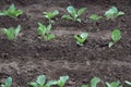 Young cabbage bushes, top view. Field with young cabbage. Young cabbage. Sprouts of cabbage. Eco-farming