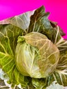 cabbage, green cabbage on a pink background, fresh vegetables, spring harvest, popart cabbage, vegetable on the first