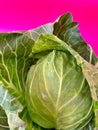 young cabbage, green cabbage on a pink background, vegetables, spring harvest, popart cabbage, vegetable on the first