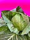 young cabbage, green cabbage on a pink background, vegetables, spring harvest, popart cabbage, vegetable on the first