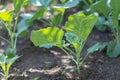 Young cabbage grows in a garden bed. Selective focusing