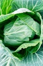 A young cabbage head. Vertical crop. Green natural background. Close up