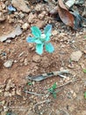 young Cabbage or Headed cabbage leafy green annual vegetable crop planted in local urban garden surrounded other plants on warm su