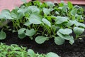 Young cabbage organic seedlings growing in garden, greenhous, glasshouse in spring. Concept of ecology, cultivation, agriculture