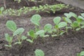 Young cabbage organic seedlings growing in garden, greenhous, glasshouse in spring. Concept of ecology, cultivation, agriculture