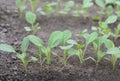 Young cabbage organic seedlings growing in garden, greenhous, glasshouse in spring. Concept of ecology, cultivation, agriculture