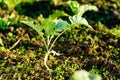 Young cabbage plant in soil Royalty Free Stock Photo