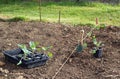 Young cabbage plants ready to be planted. Royalty Free Stock Photo