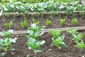 Young cabbage plants on a vegetable garden patch Royalty Free Stock Photo