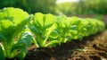 Young cabbage seedlings aligned in a straight row