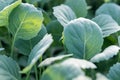 Young cabbage seedlings. Cabbage seedlings greenhouse. Royalty Free Stock Photo