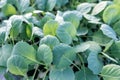 Young cabbage seedlings. Cabbage seedlings greenhouse. Royalty Free Stock Photo