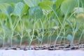 Young cabbage seedlings. Cabbage seedlings greenhouse. Royalty Free Stock Photo