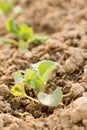 Young cabbage seedlings in the garden Royalty Free Stock Photo