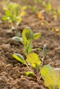 Young cabbage seedlings in the garden on a sunny day Royalty Free Stock Photo