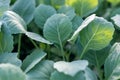 Young cabbage seedlings. Cabbage seedlings greenhouse. Royalty Free Stock Photo