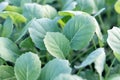 Young cabbage seedlings. Cabbage seedlings greenhouse. Royalty Free Stock Photo