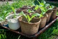 Young cabbage seedlings in individual containers or plant pots are placed on a tray on the green grass. Growing cabbage