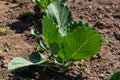 young cabbage sprout on the vegetable bed