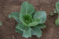 young cabbage sprout on the vegetable bed