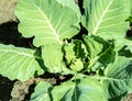 Young cabbage sprouts in the ground in the open, cabbage seedlings in the garden on a Sunny spring day. Growing organic vegetables