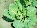 Young cabbage sprouts in the ground in the open, cabbage seedlings in the garden on a Sunny spring day. Growing organic vegetables