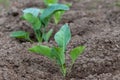 young cabbage sprouts stick out of the ground