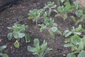 Young cabbages with green foliage growing in soil in vegetable garden Royalty Free Stock Photo