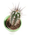 Young cactus