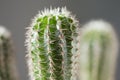 Young cactus close-up. Cultivation of succulents and cacti, houseplant Royalty Free Stock Photo