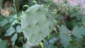 Young cactus leaf growing cactus