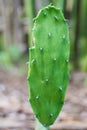 Young Cactus