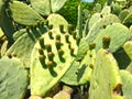 Young cactus sprouts