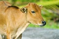 Young Calf Royalty Free Stock Photo