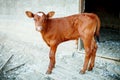 Young calf at an agricultural farm. Royalty Free Stock Photo