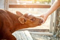 Young calf at an agricultural farm. Royalty Free Stock Photo