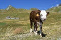 Young calf in the Alps, Italy Royalty Free Stock Photo