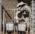 Young Calf in Barn on Amish Farm