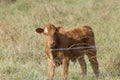 Young calf behind fence Royalty Free Stock Photo