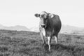 A young calf of the breed Swiss Brown cattle stands on a spring morning